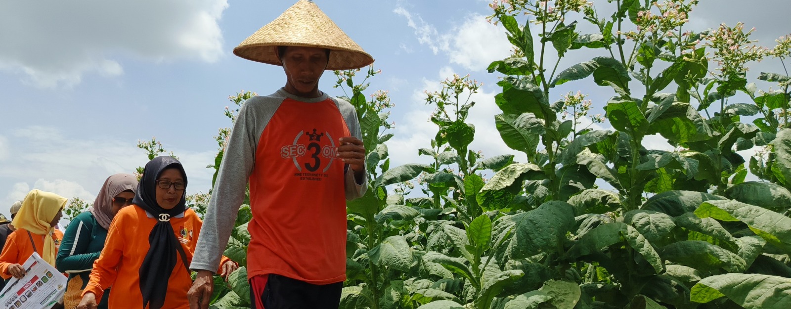 DIRAWAT SEPENUH HATI: Tanaman tembakau milik petani di Desa Nogosari, Kecamatan Rambipuji, segera dipanen.(MAULANA/RADAR JEMBER )