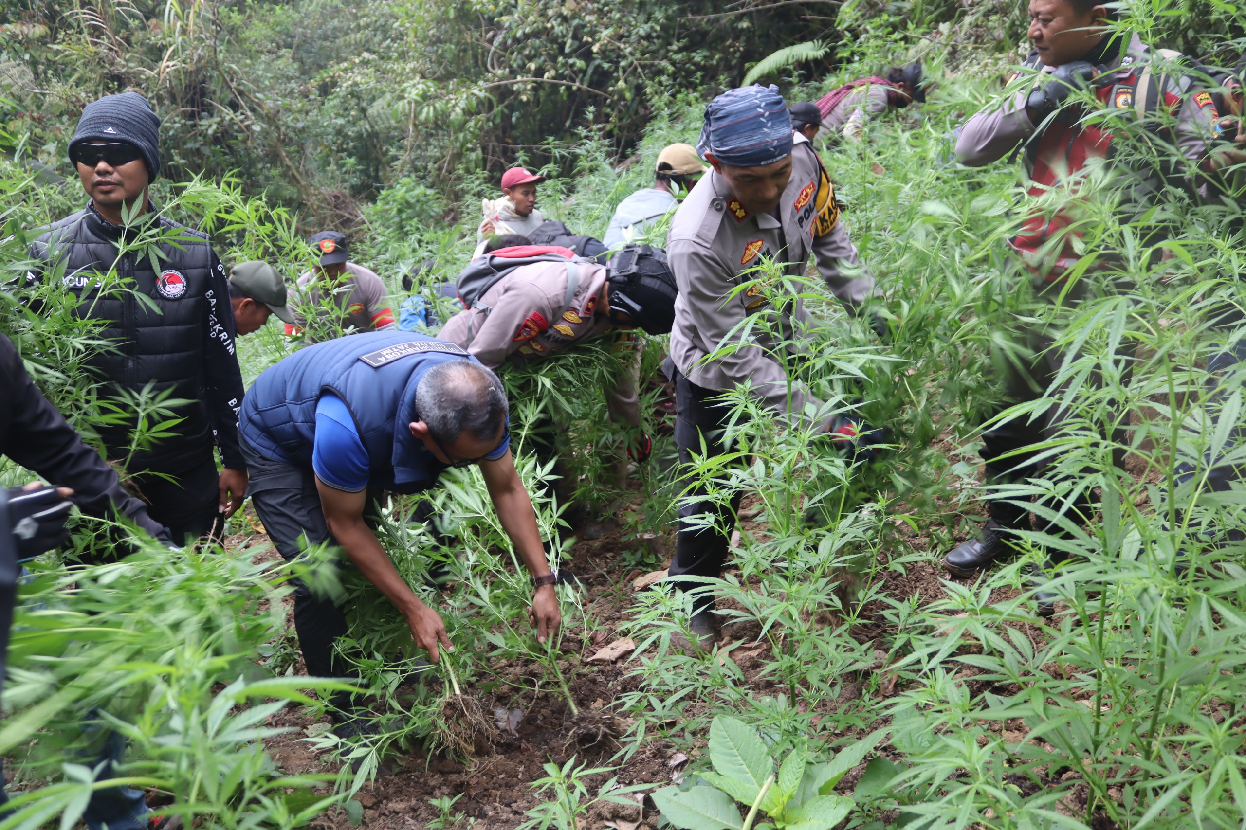 TEMUKAN: Sejumlah tanaman ganja yang sebelumnya ditemukan petugas kepolisian Lumajang di kawasan hutan rimbun di area TNBTS. (MUHAMMAD HASBI/RAME)