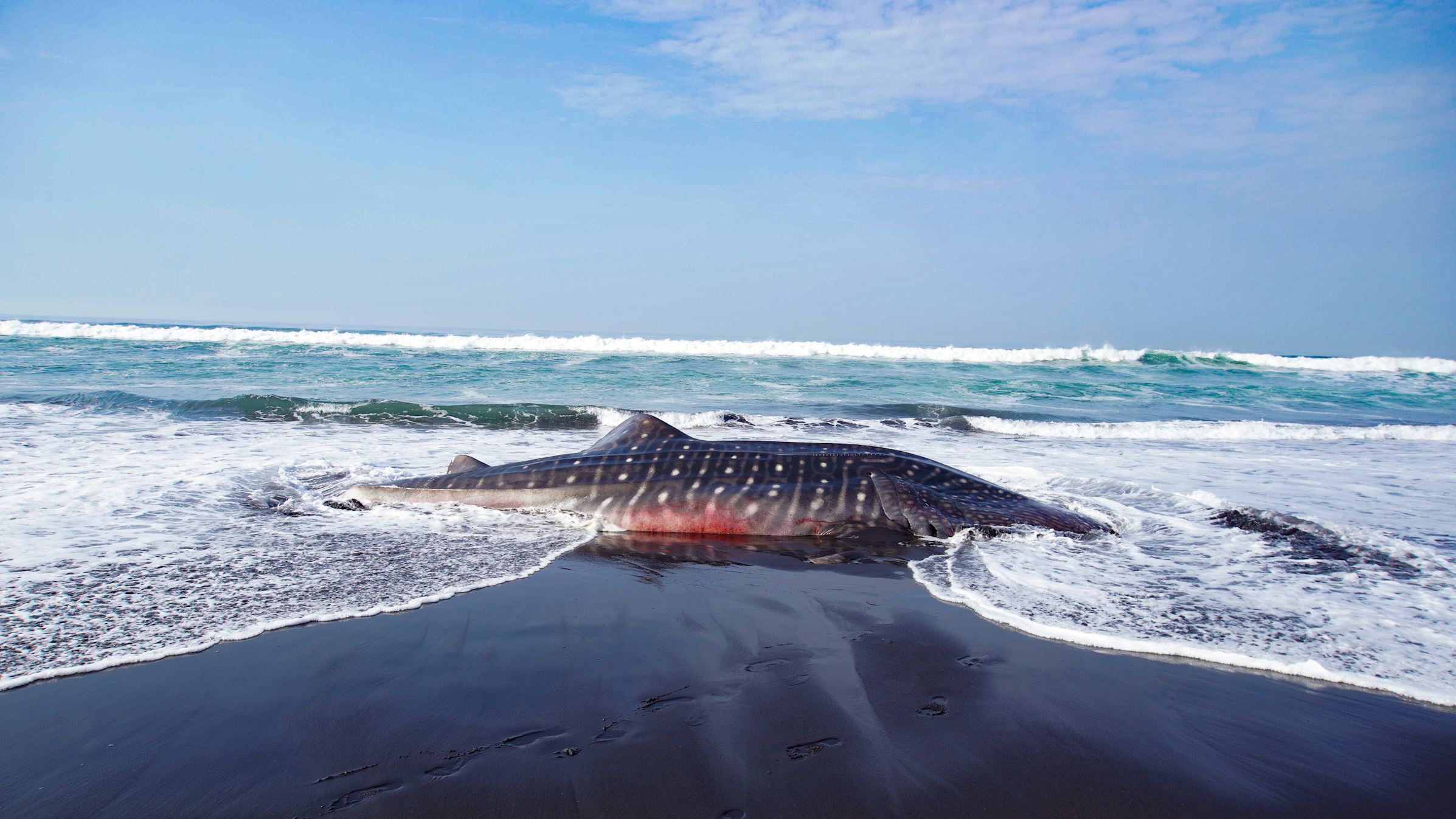 TERGELETAK: Kondisi hiu tutul yang terdampar di pantai Mbah Drajit pada Sabtu pagi kemarin. (MUHAMMAD HASBI/RAME)