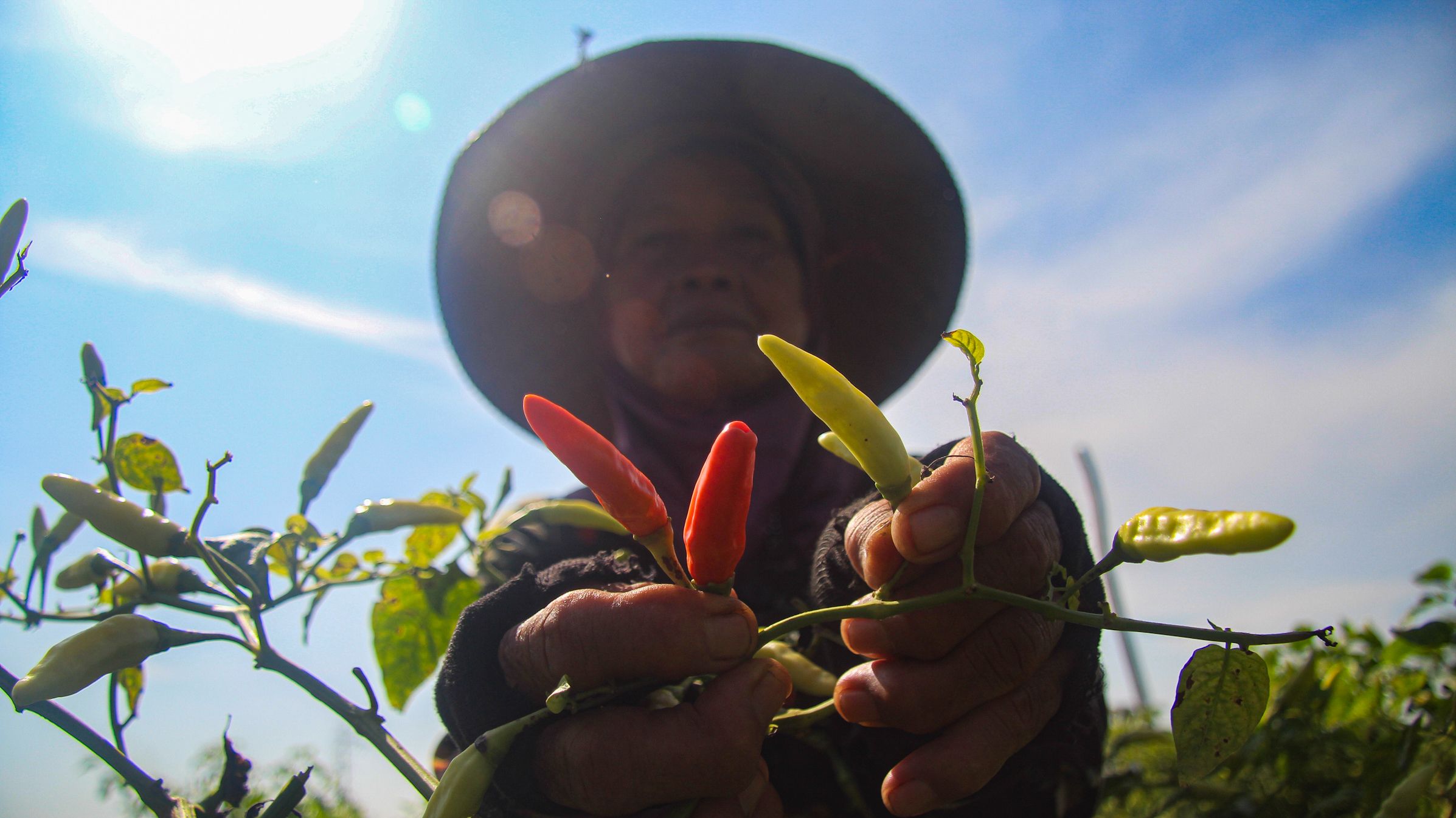 KUALITAS: Seorang kuli petik cabai rawit di Desa Sukosari, Kecamatan Kunir memperlihatkan kondisi buah cabai yang berkualitas baik. Sayangnya, harganya saat ini anjlok. (MUHAMMAD HASBI/RAME )