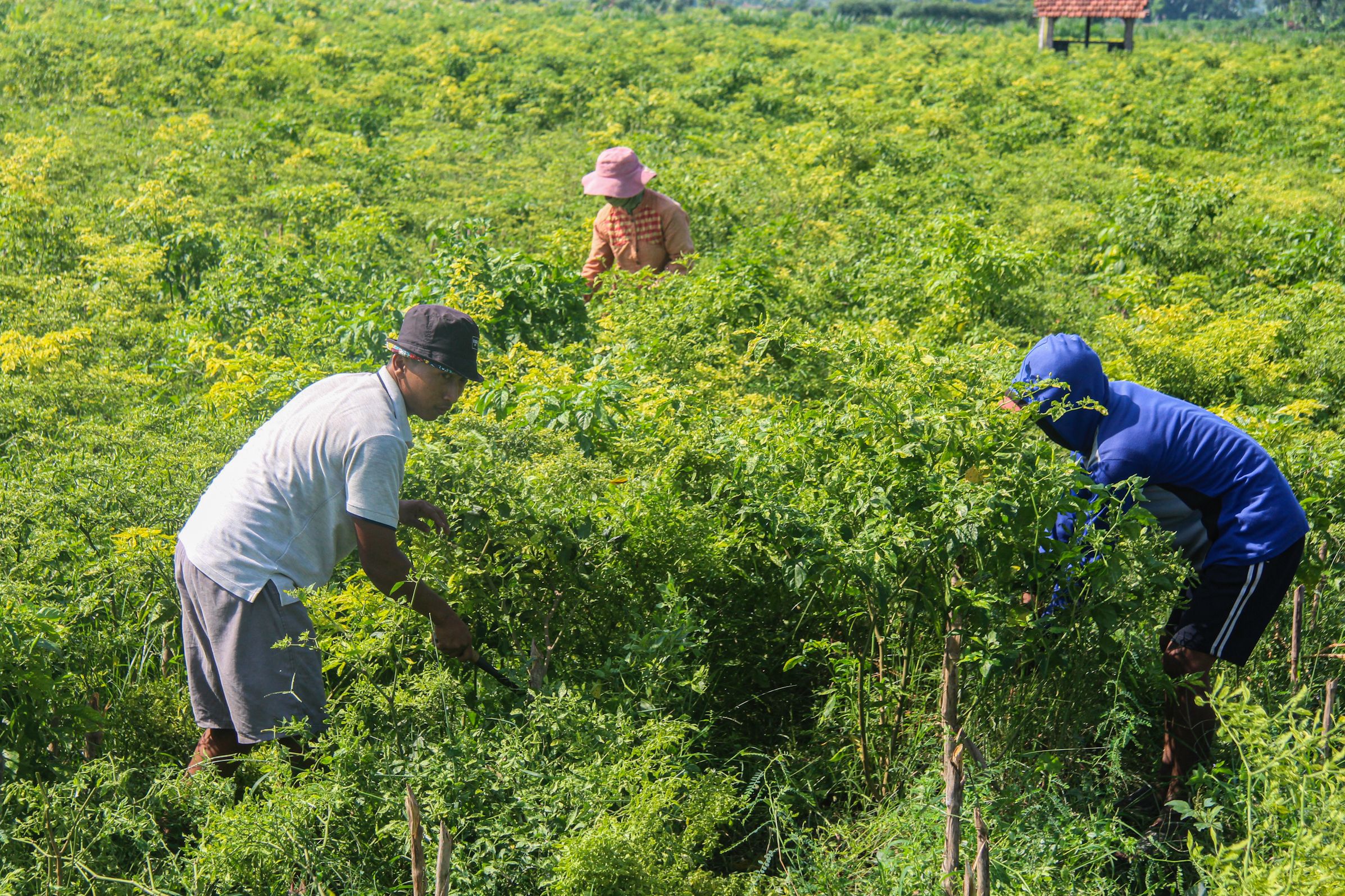 KESAL: Petani di Desa Sukosari, Kecamatan Kunir membabat habis lahan cabai rawit merah seluas setengah hektare yang sudah berusia 60 hari karena harganya anjlok. (MUHAMMAD HASBI/RAME )