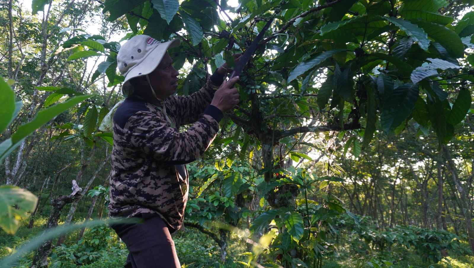 PEMELIHARAAN: Akhmad Salim, petani kopi di Desa Badean, Kecamatan Bangsalsari, memotong ranting yang sudah tidak produktif untuk menghasilkan kopi yang berlimpah.(YULIO FA/RADAR JEMBER)