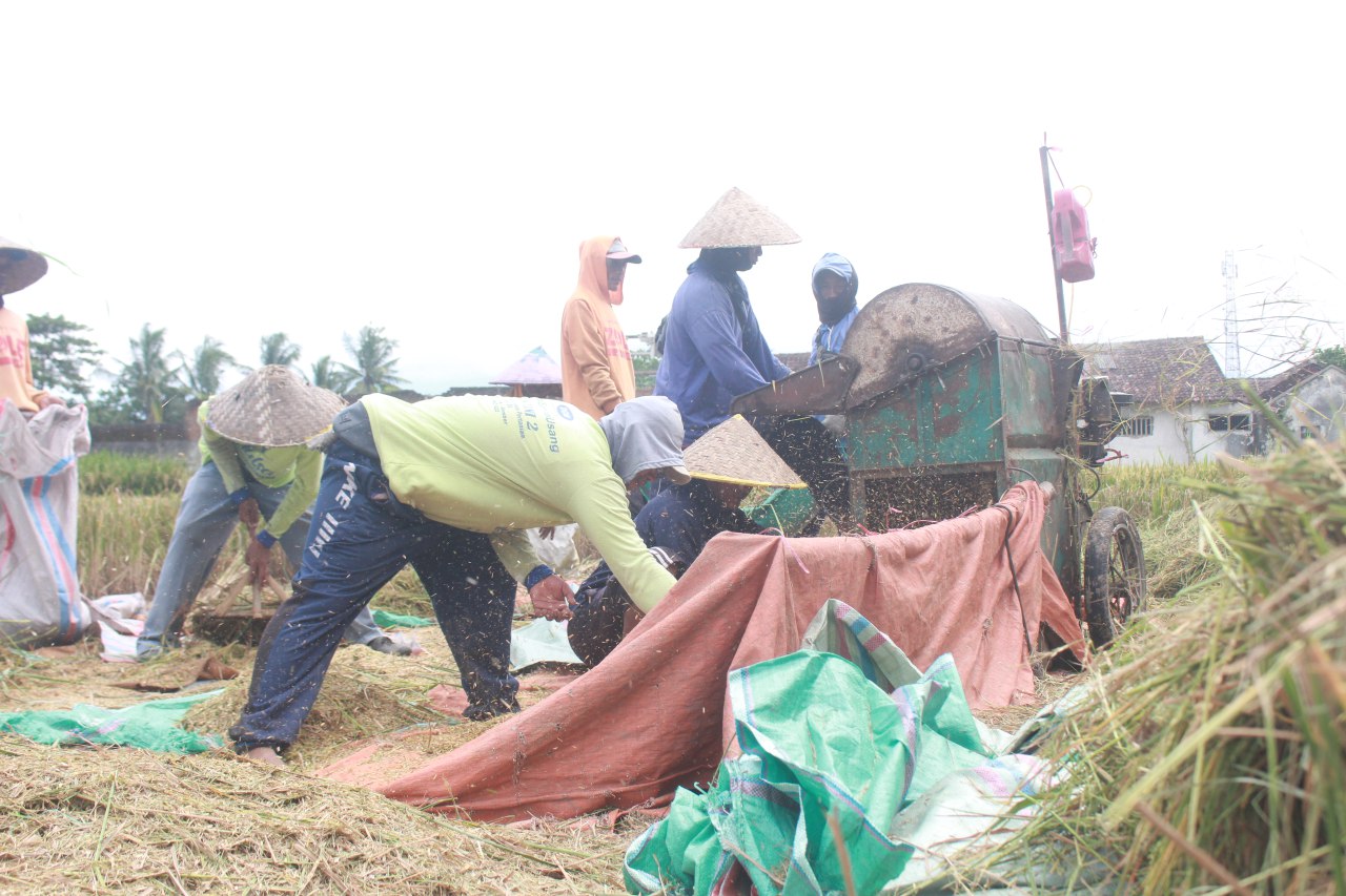 SWASEMBADA PANGAN: Aktivitas petani di sebuah lahan pertanian di Bondowoso. Semua fraksi di DPRD Bondowoso mendorong APBD 2025 peduli pertanian.