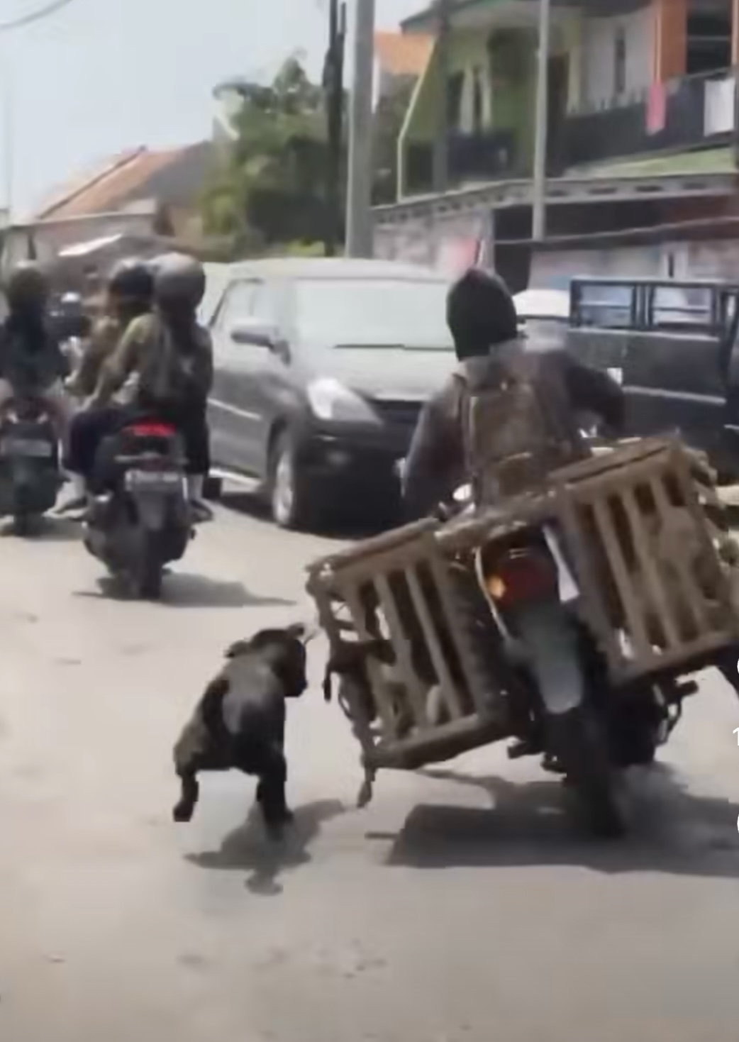 Anjing yang diangkut lepas dan membuat oleng kendaraannya.