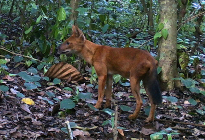 LANGKA: Pemantauan aktivitas anjing ajak di Lanskap TN Meru Betiri melalui video trap yang dilakukan oleh Yayasan Sintas Indonesia, Ditjen KSDAE, SDZWA, dan TN Meru Betiri.