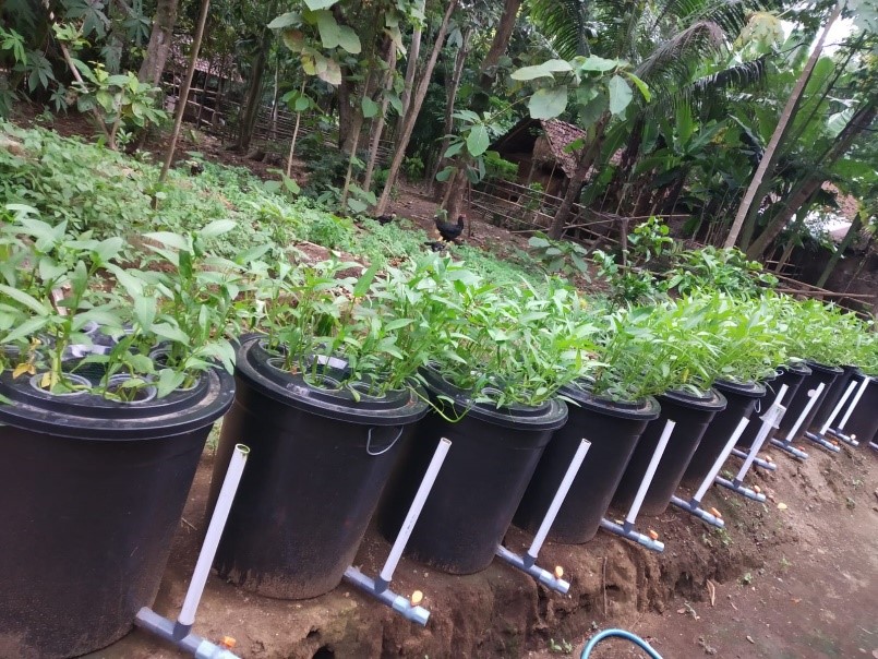 SOLUTIF: Penerapan budidamber di Lumajang yang mulai banyak diaplikasikan masyarakat.
