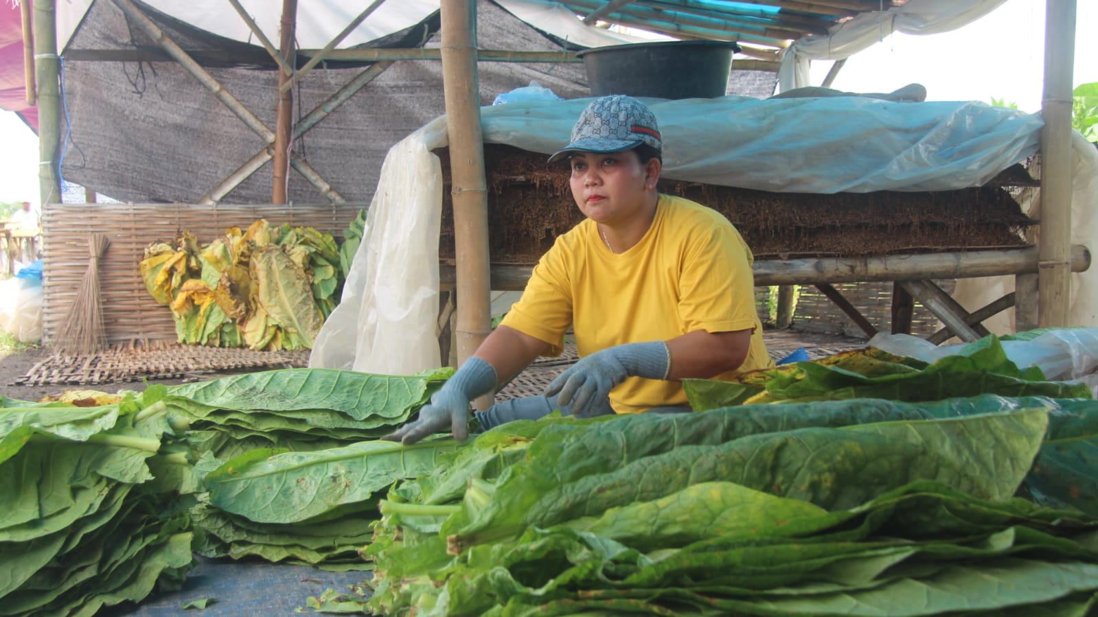 PILAH: Salah satu petani tembakau di Kecamatan Yosowilangun saat memilah daun tembakau untuk diproses. (ATIEQSON MAR IQBAL/RAME)