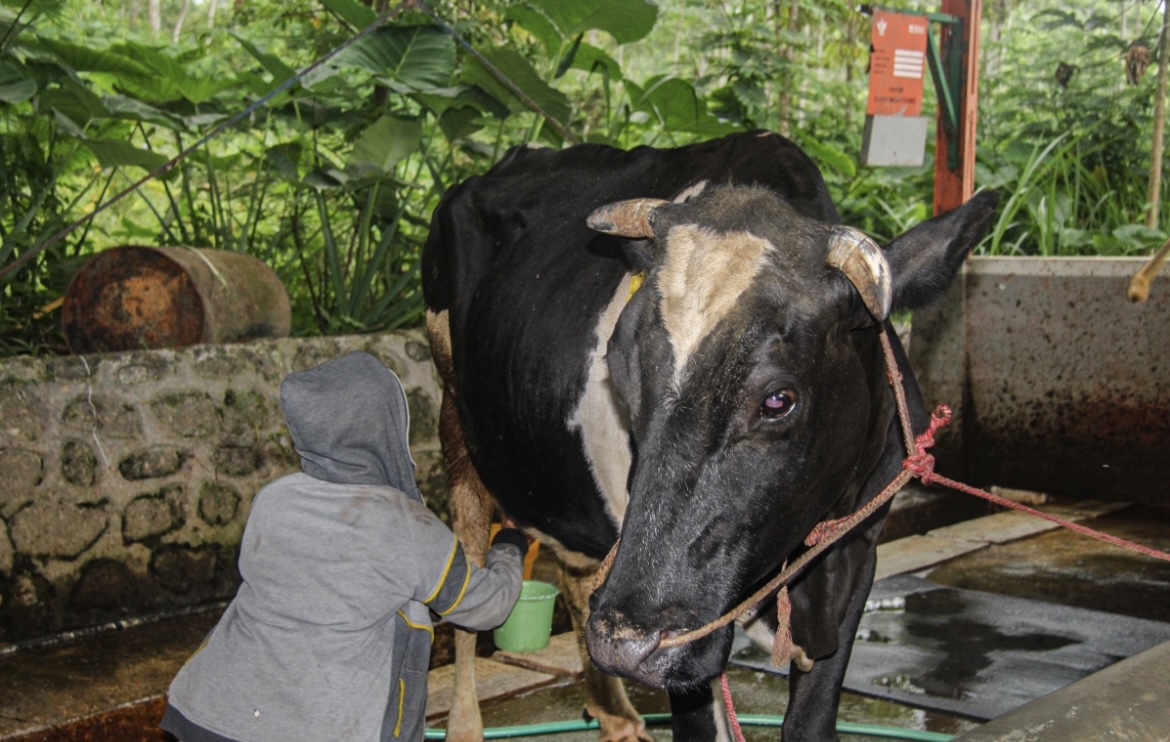 HASILKAN: Peternak sapi perah di Desa Burno, Kecamatan Senduro ketika memerah susu. (MUHAMMAD HASBI/RAME)