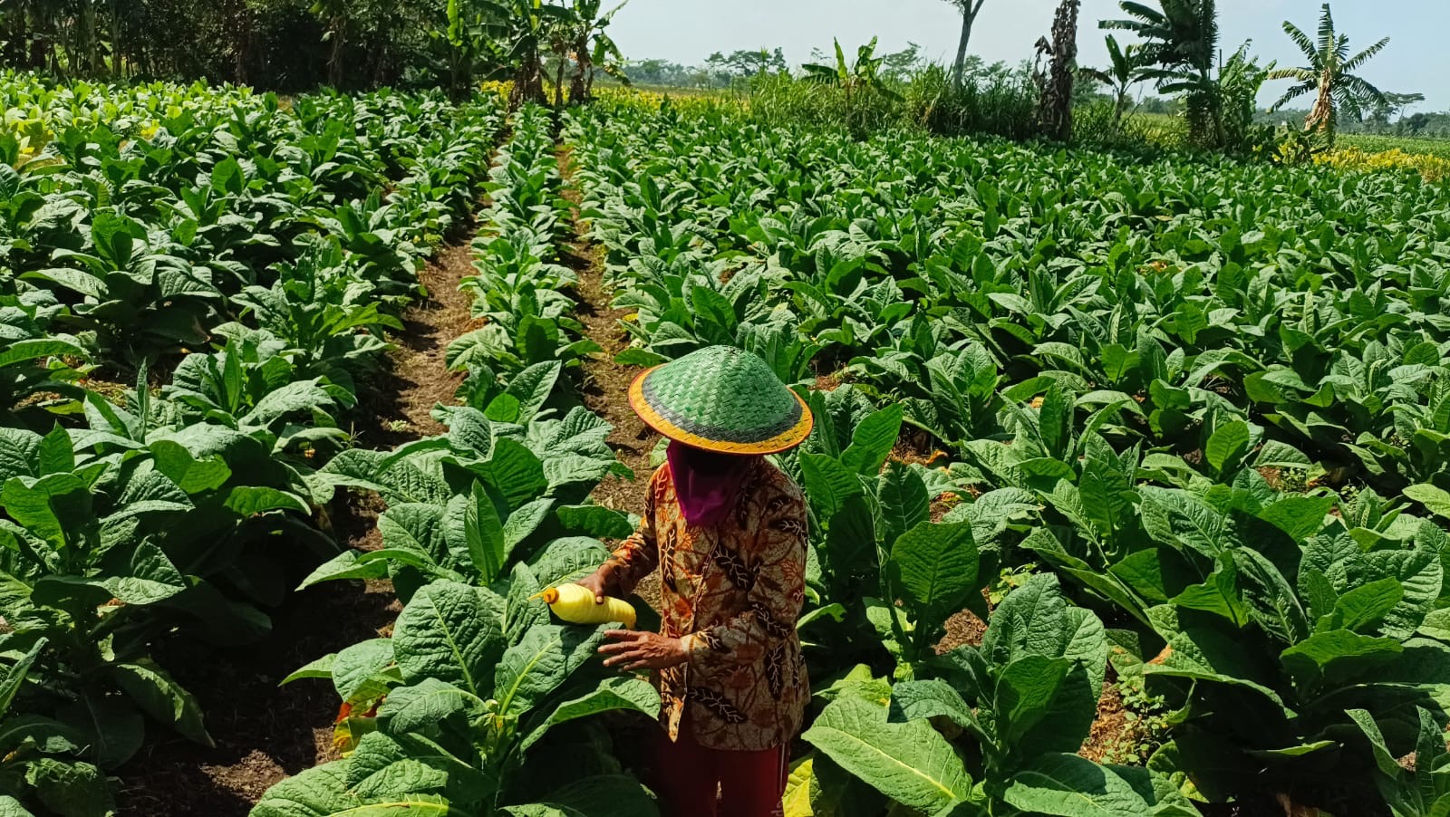 DICEK: Petani tembakau di Lumajang mengecek tanamannya agar tumbuh maksimal. (MUHAMMAD HASBY/RAME)