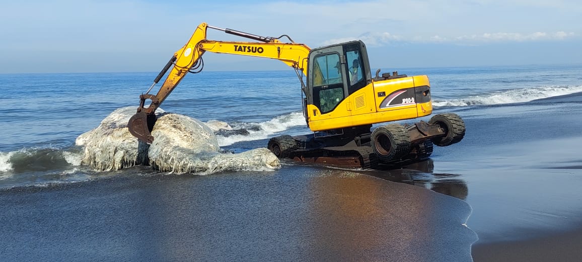 DIEVAKUASI: Alat berat milik yang berusaha mengevakuasi bangkai paus tetap terkendala karena besarnya ikan paus jenis kepala botol yang sudah menjadi bangkai. (JUMAI/RJ)