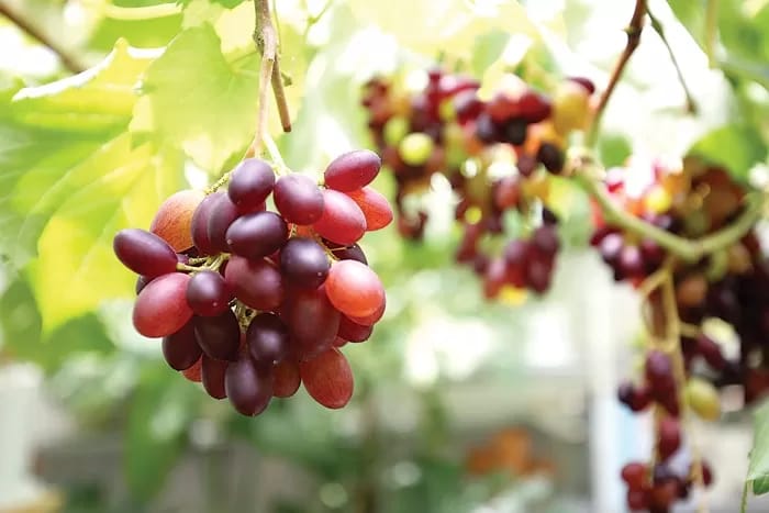 Foto: Ilustrasi buah anggur (Sumber: Jawa Pos)