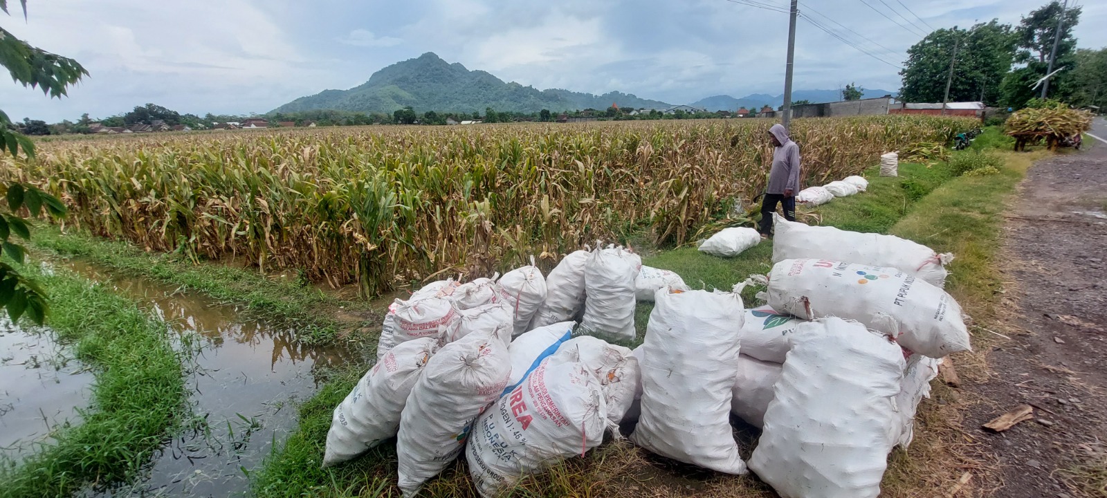 DIPANEN PAKSA: Warga Desa Sidodadi, Kecamatan Tempurejo, terpaksa memanen tanaman jagungnya yang belum waktunya dipanen karena tergenang air hujan.