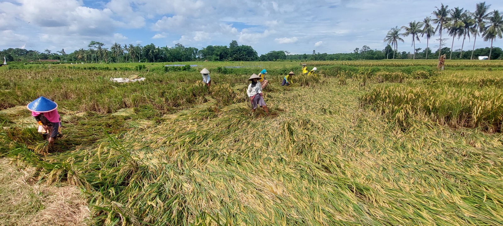 PANEN PAKSA: Petani memanen tanaman padi yang roboh akibat diterjang angin di Dusun Jereng, Desa Gugut, Kecamatan Rambipuji, Rabu (18/12).