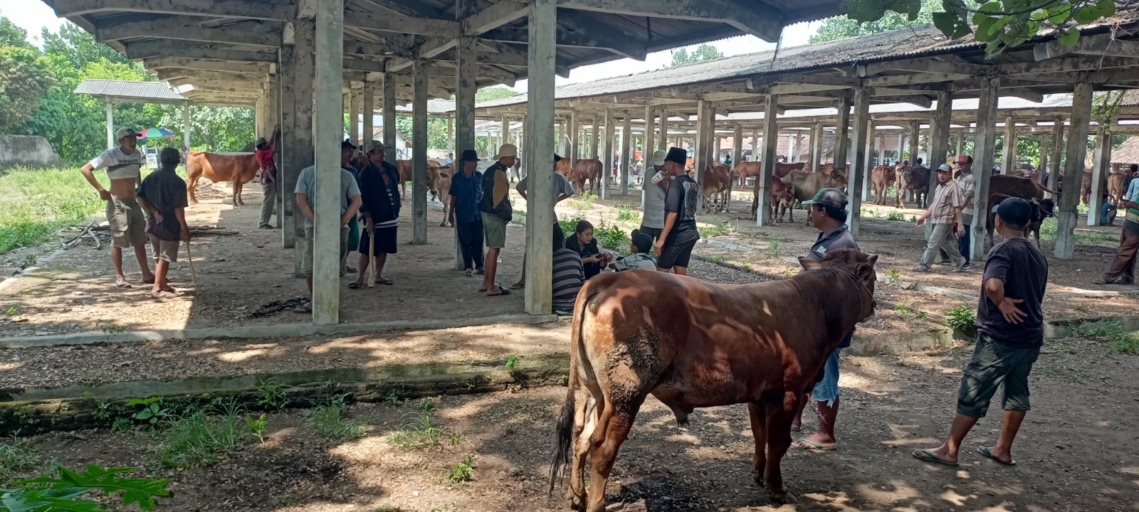 PEREKONOMIAN DESA: Suasana pasar hewan di Desa Rowotamtu, Kecamatan Rambipuji. Banyak sapi datang dan keluar ke berbagai daerah. (MAULANA/RJ)