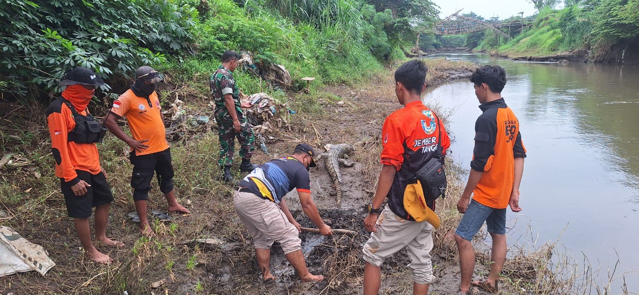 DIEVAKUASI: Penemuan buaya di Sungai Bondoyudo, Kecamatan Kencong, Selasa (31/12/2024).