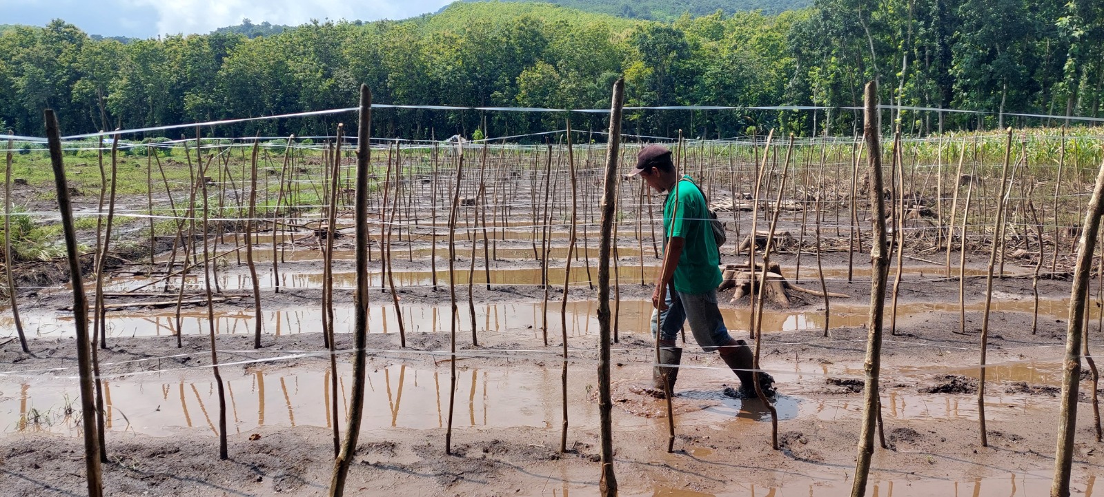 LANGSUNG DICABUT: Tanaman kacang panjang yang mati langsung dicabut, hanya tinggal tracak/bambu penyangga di lahan Perhutani petak 8, Dusun Kepel, Desa Lojejer, Kecamatan Wuluhan. (JUMAI/RJ)