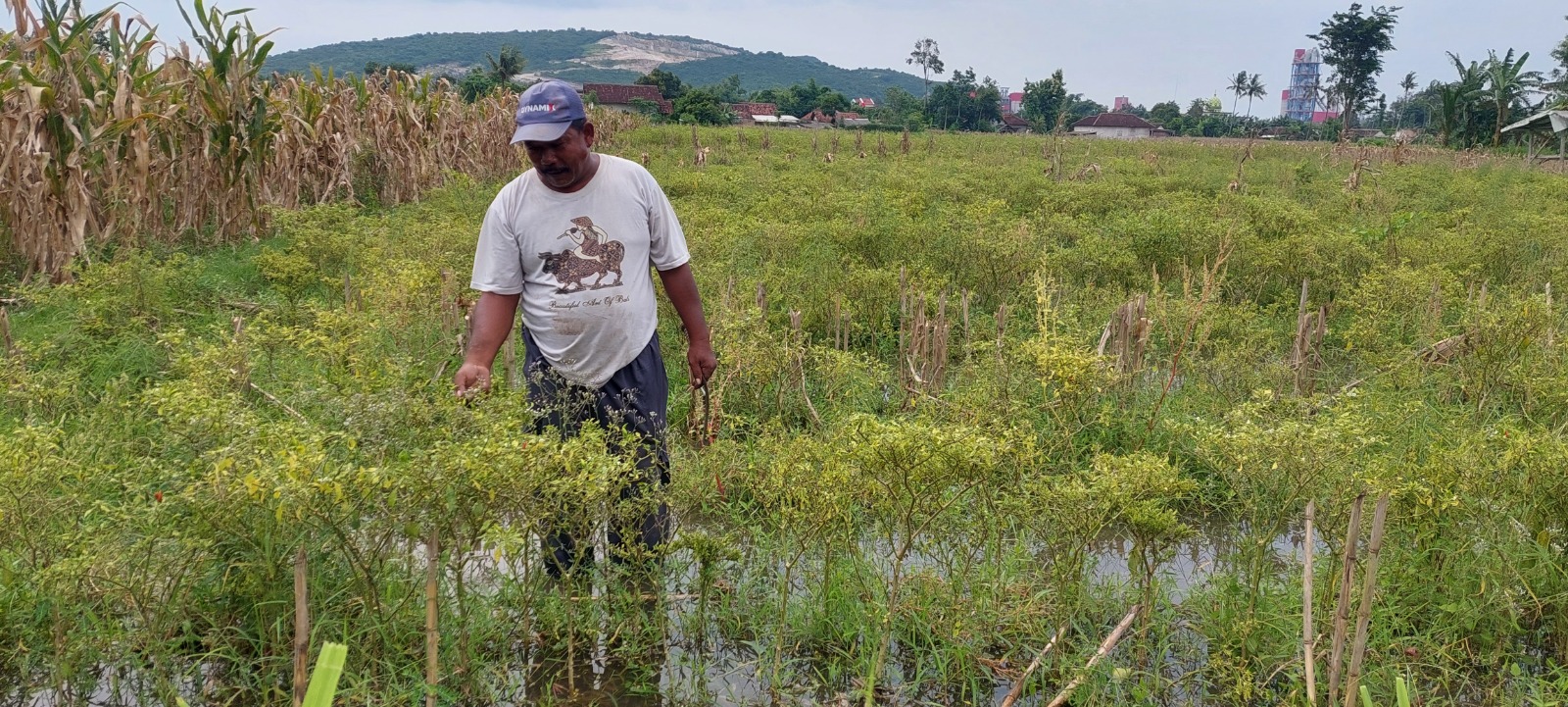 MULAI LAYU: Mariono, ulu-ulu air Desa Lojejer, Kecamatan Wuluhan, menunjukkan tanaman cabai milik Wiji, warga Dusun Krajan, desa setempat. (JUMAI/RJ)
