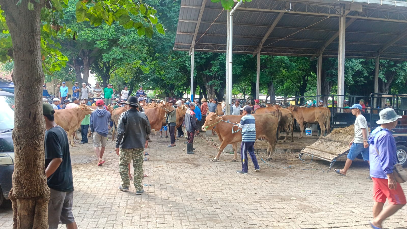 BERAKTIVITAS: Sejumlah pedagang sapi dan calon pembeli saat berada di pasar hewan Bondowoso.