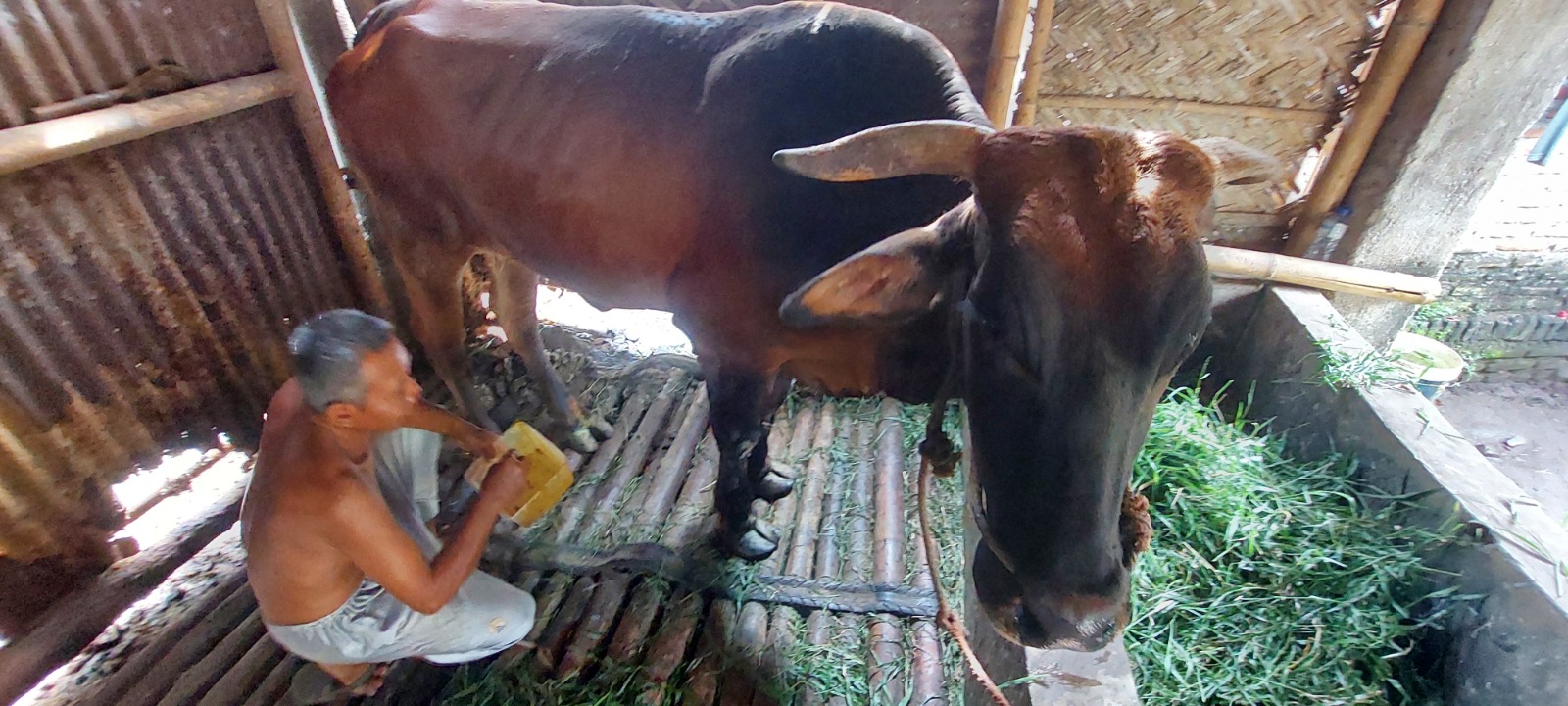 SEHAT KEMBALI: Sapi jenis limosin milik Muhammad Sodik, warga Desa Wonojati, Kecamatan Jenggawah, yang sudah mulai sehat setelah diberi jamu kunyit. (JUMAI/RJ)