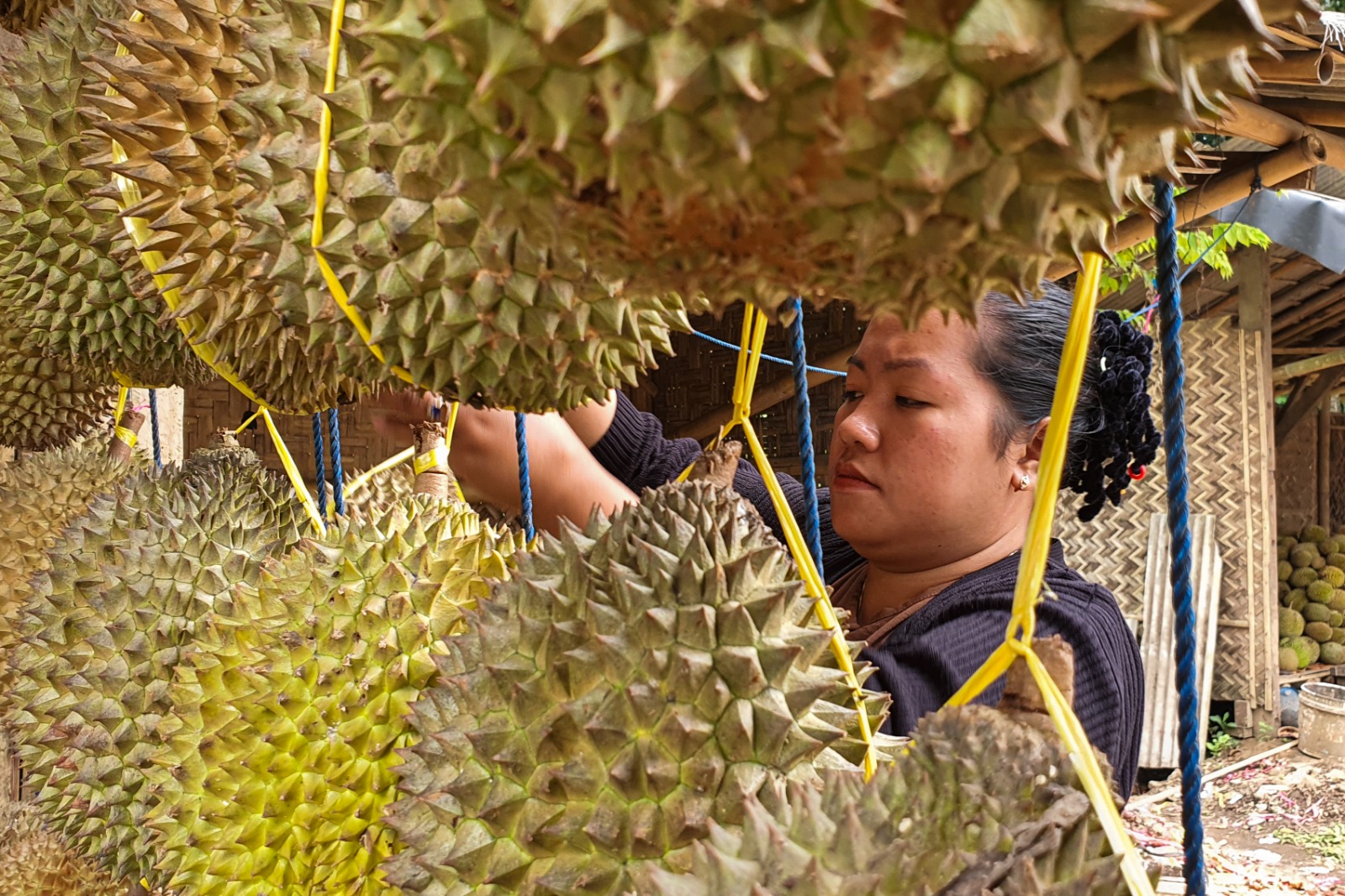 RAJA BUAH: Pedagang durian di Desa Suger Kidul, Supriani, memajang duriannya di pinggir jalan Jember-Bondowoso.