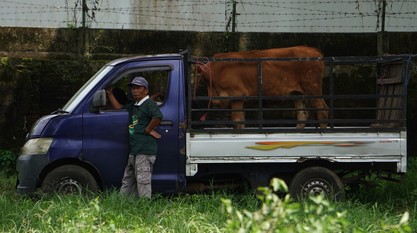 SEPI PEMBELI: Sapi milik Arik Efendi, pedagang ternak di Pasar Kamisan, Desa/Kecamatan Ajung, Sabtu(18/1).