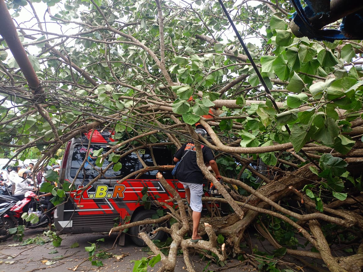 TUTUPI JALAN: Pohon tumbang setelah tiupan angin kencang yang menerpa jalan raya Wuluhan - Ambulu, tepatnya di Desa Tegalsari, Kecamatan Ambulu, Jember, Senin petang (20/1).