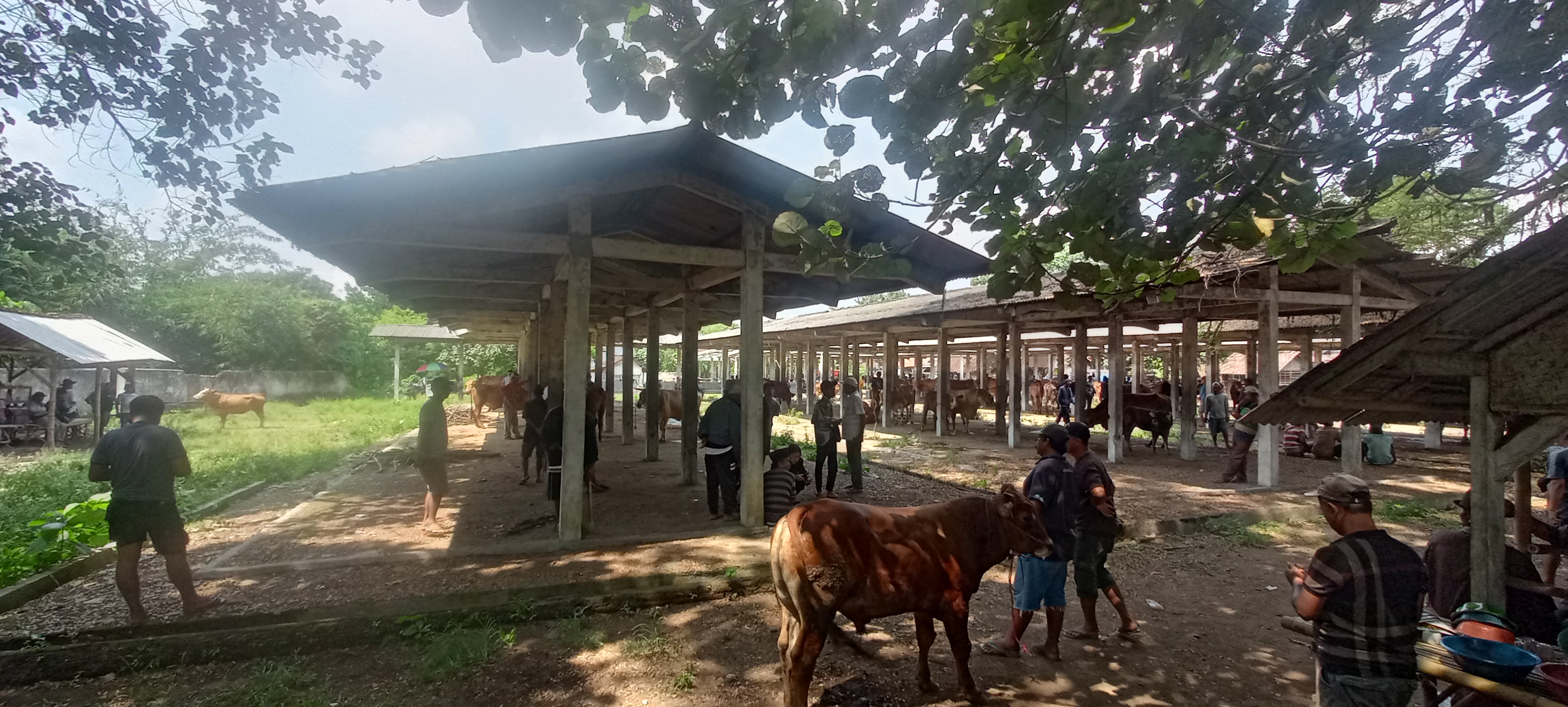 LENGANG: Aktivitas pedagang dan pembeli sapi, di pasar hewan Rowotamtu, Rambipuji. (MAULANA/RJ)