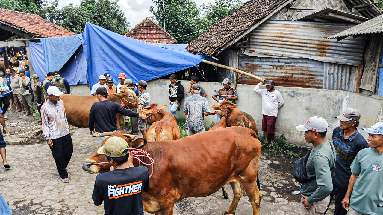 TANGANI: Petugas kesehatan hewan menangani ternak terinfeksi PMK Lumajang.(MUHAMMAD HASBI/RAME)