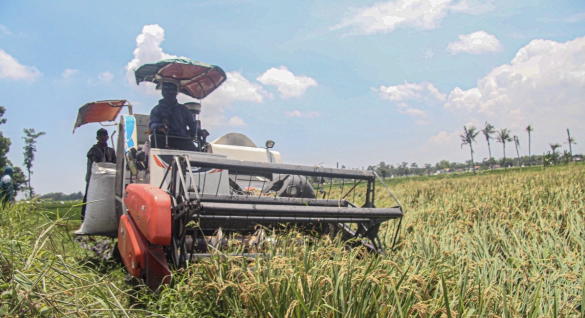 OPTIMAL: Salah satu petani di Lumajang saat menggarap lahan sawah yang ditanami padi.(MUHAMMAD HASBI/RAME)