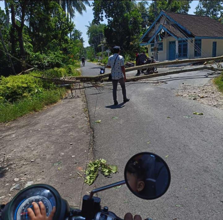 NAHAS: Pohon yang tumbang menimpa warga, di Dusun Krajan, Desa Karangrejo Kecamatan Gumukmas, Jember, Kamis siang (6/2).