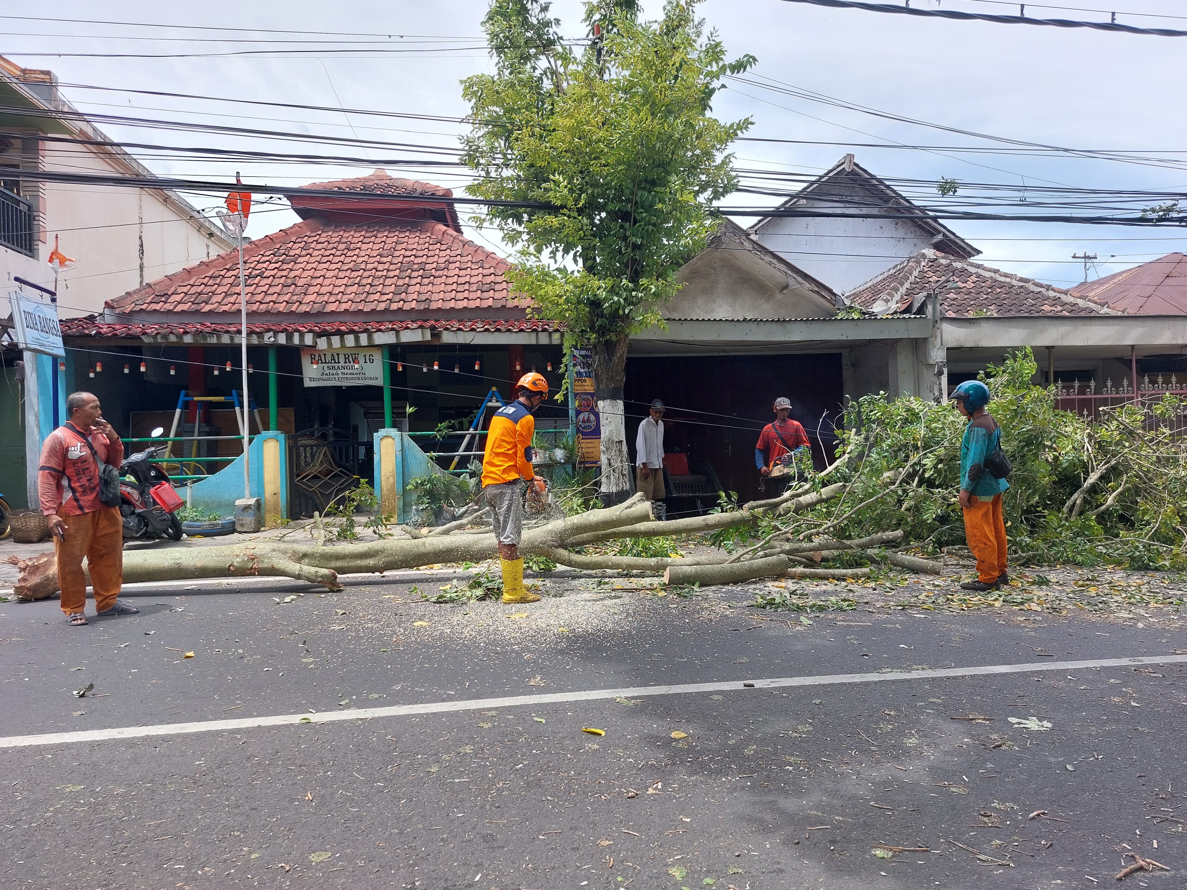 TERDAMPAK: Angin kencang yang melanda sejumlah wilayah Lumajang sebabkan pohon tumbang. Selain menimpa bangunan, pohon tumbang juga sering mengganggu jaringan listrik.(TRC BPBD LUMAJANG FOR RAME)
