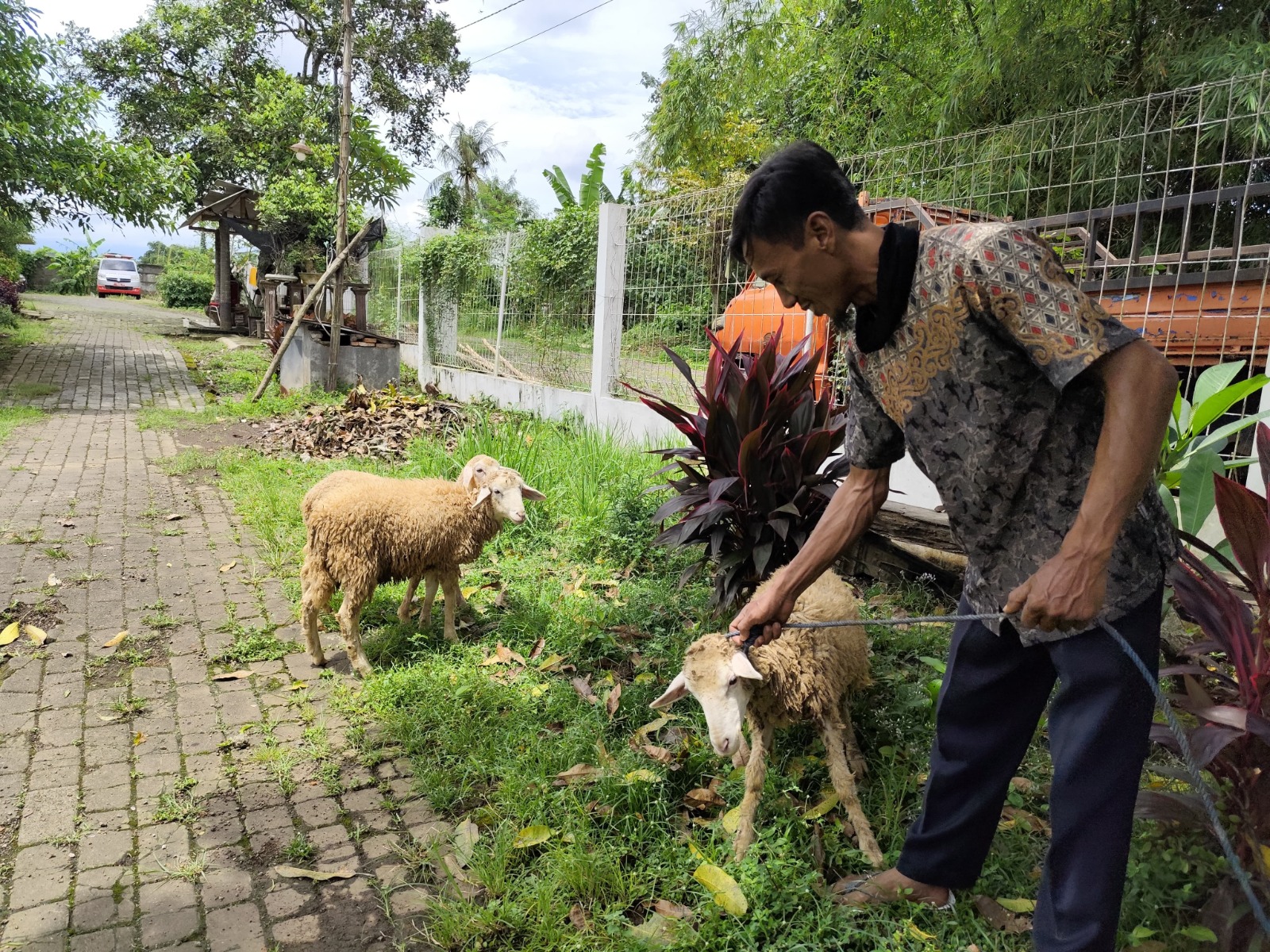 SERAHKAN KAMBING: Seorang eks Klien ODGJ menyerahkan 3 ekor kambing kepada Dinas Sosial (Dinsos) Liposos Jember