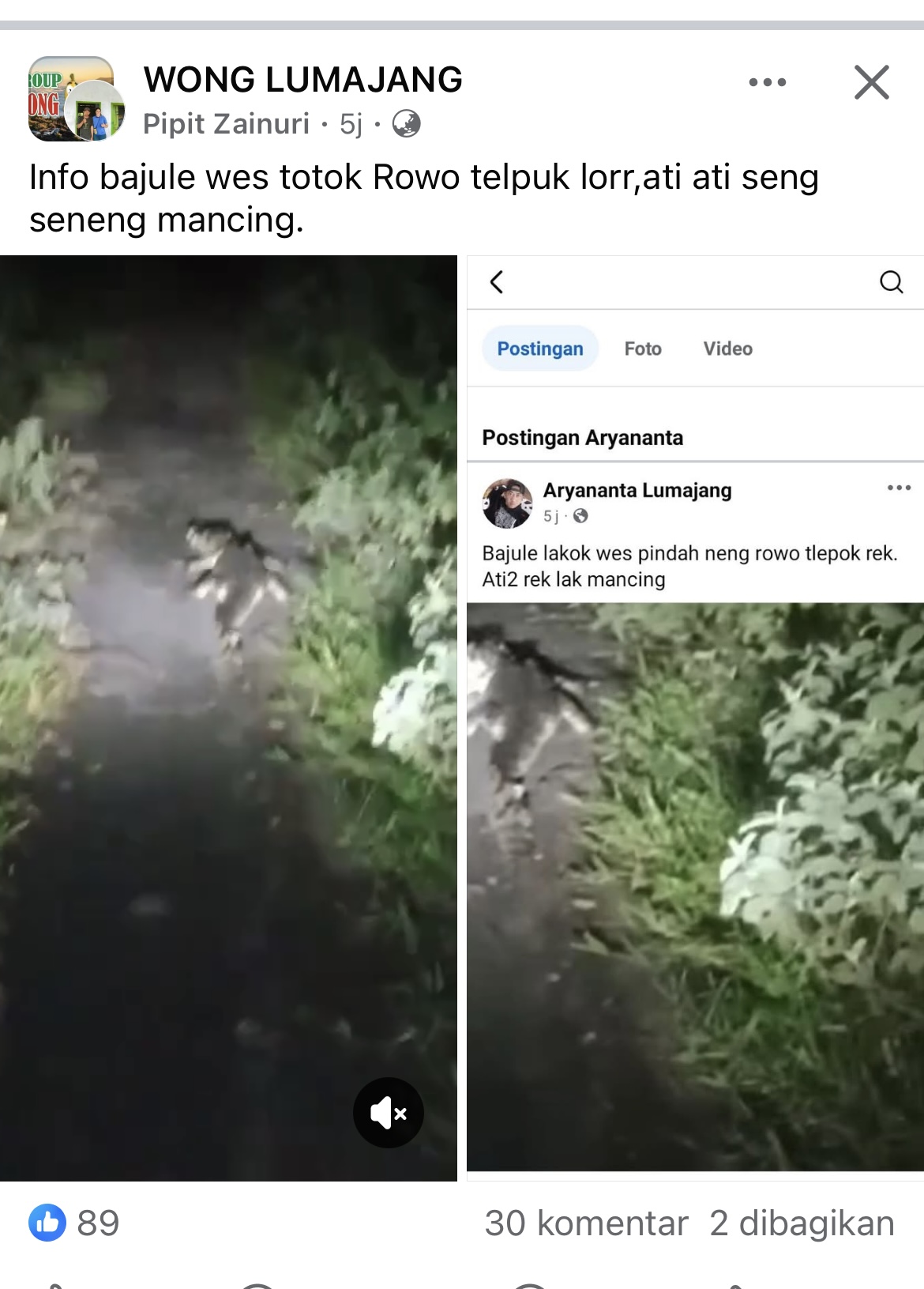 Tangkapn layar saat buaya muara berada ditengah jalan.