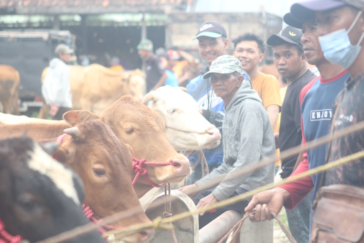 VAKSIN: Suasana jual-beli ternak di Bondowoso. Terdapat 18 ribu dosis vaksin PMK baru.(FAQIH HUMAINI/RADAR IJEN)