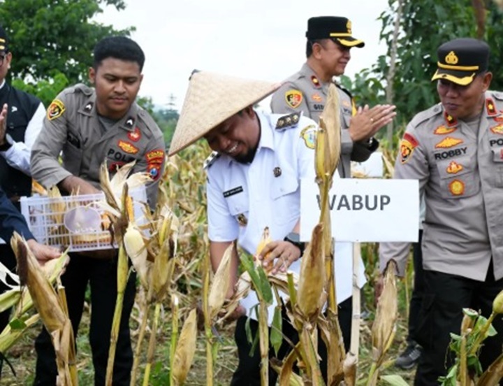 PANEN: Wakil Bupati Bondowoso As&rsquo;ad Yahya Syafi&rsquo;I memanen jagung bersama forkopimda lainnya.