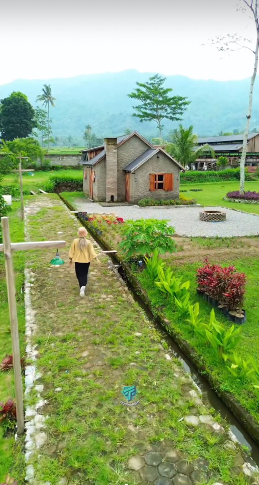 Suasana Peternakan Harjo Lestari di Jember (Tiktok Tejo Warsito)