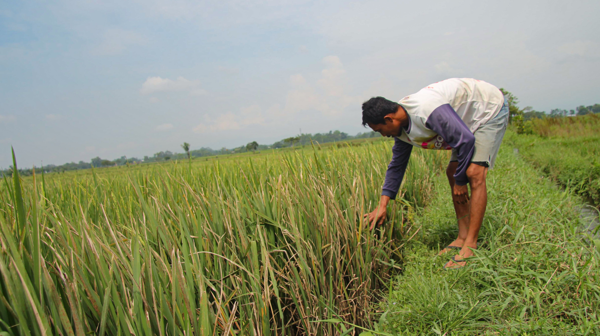 TURUN: Sejumlah petani Poktan Paruk Makmur saat memantau produktivitas padi yang turun karena rusak diserang hama tikus. (MUHAMMAD HASBI/RAME)