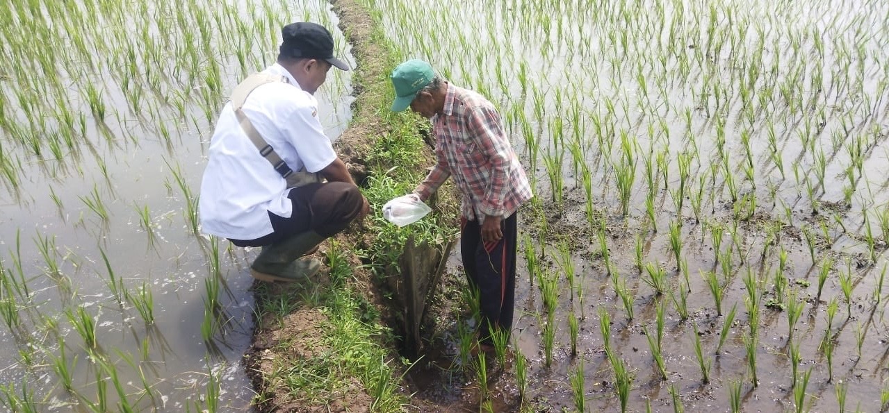 GREBEK: Proses pengendalian hama tikus di Senduro untuk mengurangi penyerangan hama. (ADE APRYANIS/RAME)