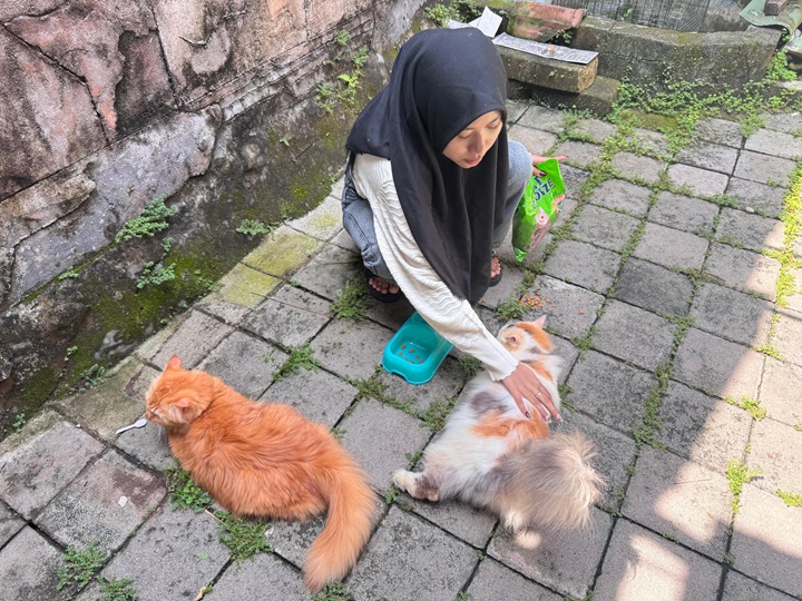 DILEMA: Salah seorang pemilik kucing memberi makan peliharaannya. Ketika momen mudik Lebaran mereka harus mempersiapkan kucingnya untuk dititipkan di jasa cat hotel.