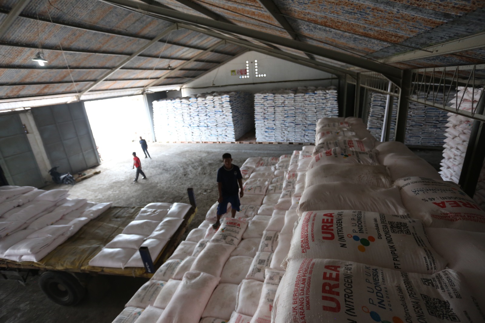 SIAP DIKIRIM: Para pekerja menata persediaan pupuk subsidi yang disimpan di gudang PT Pupuk Indonesia, Kelurahan Kranjingan, Kecamatan Sumbersari.