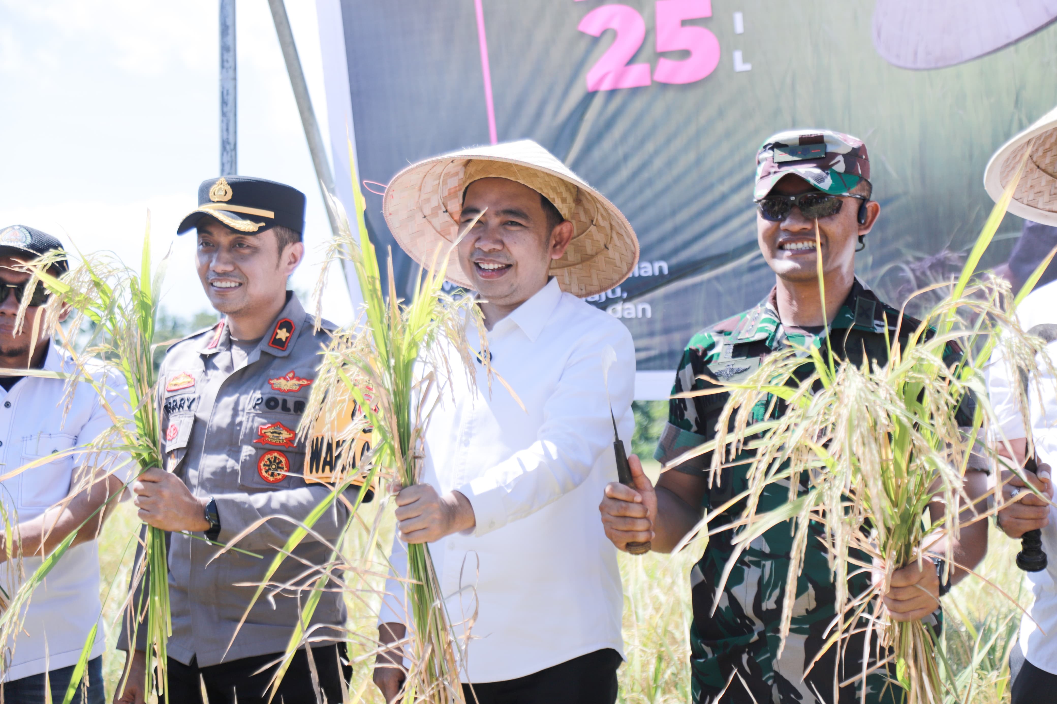 Bupati Jember Gus Fawait saat menggelar panen raya tadi. (DOK KOMINFO JEMBER)