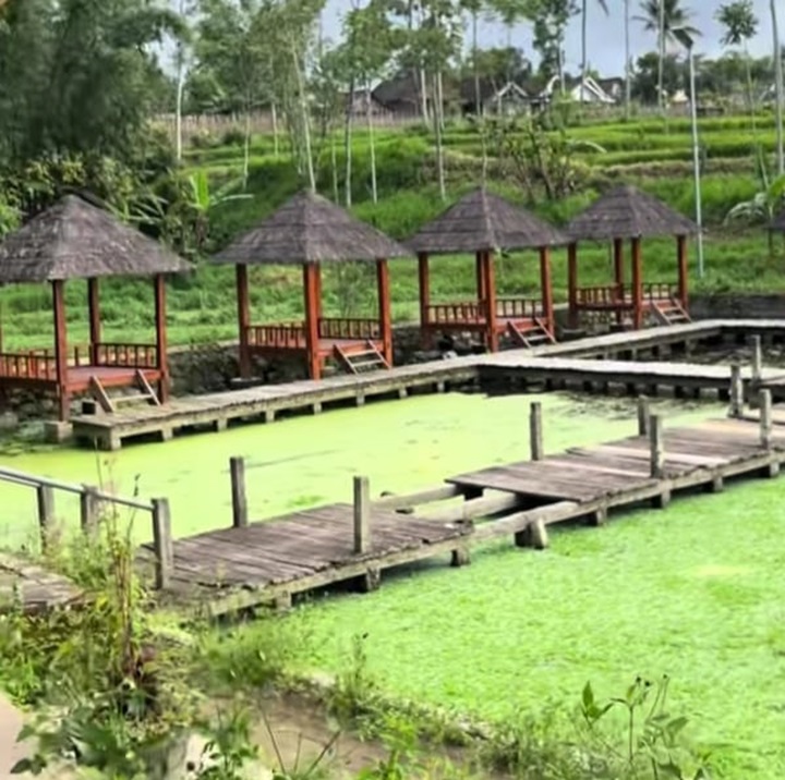 MANGKRAK: Tangkapan layar setelah tujuh bulan tak beroperasi, kolam ikan di Tirta Agung dipenuhi rumput liar.(TIKTOK L.F DHINI)