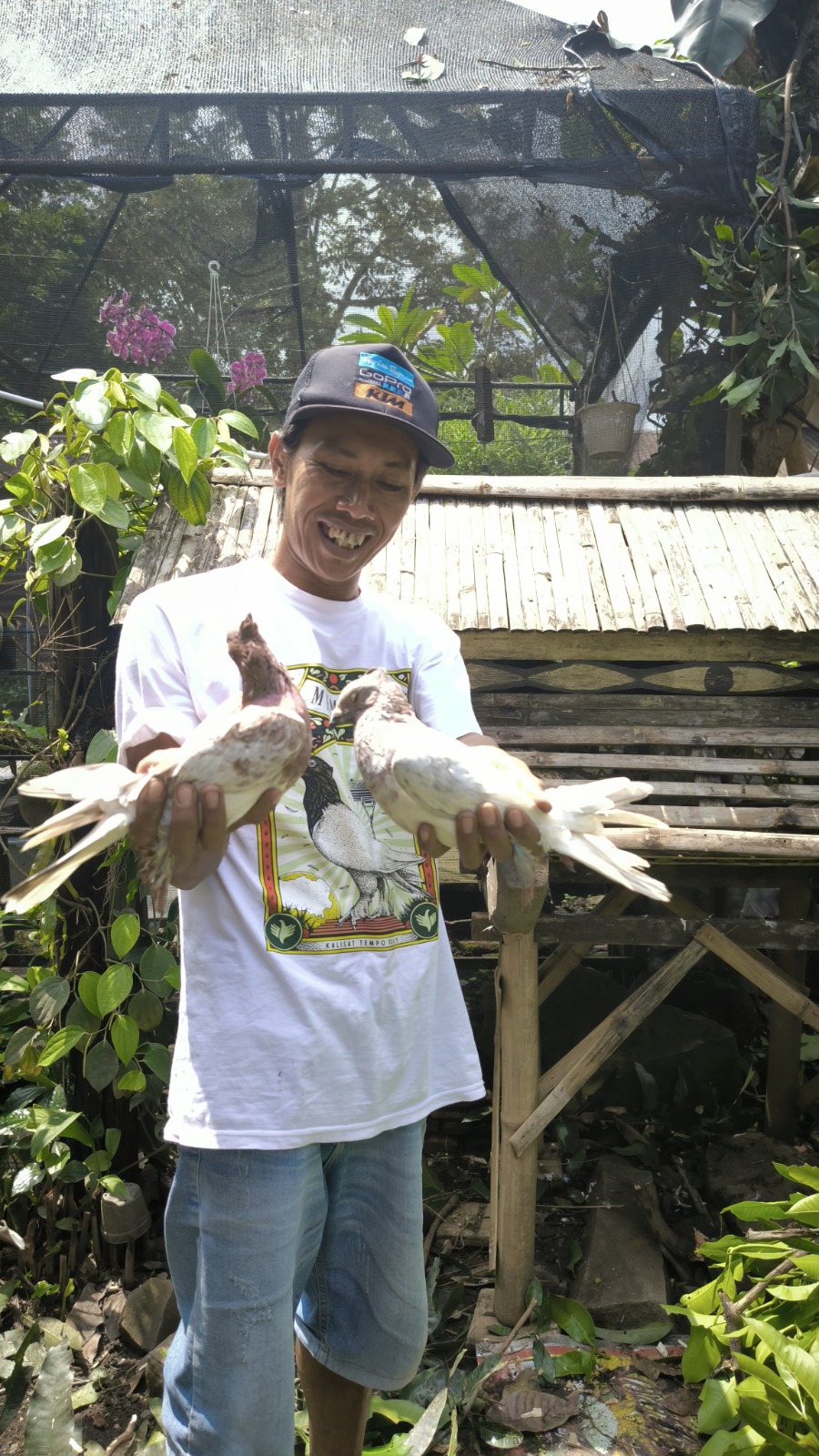 MERAWAT SEPENUH HATI: Budi Prasetyo, pecinta merpati getakan asal Desa Ajung, Kecamatan Kalisat, tak pernah absen memberi makan merpati tiap pagi. (MEGA SILVIA/RJ)