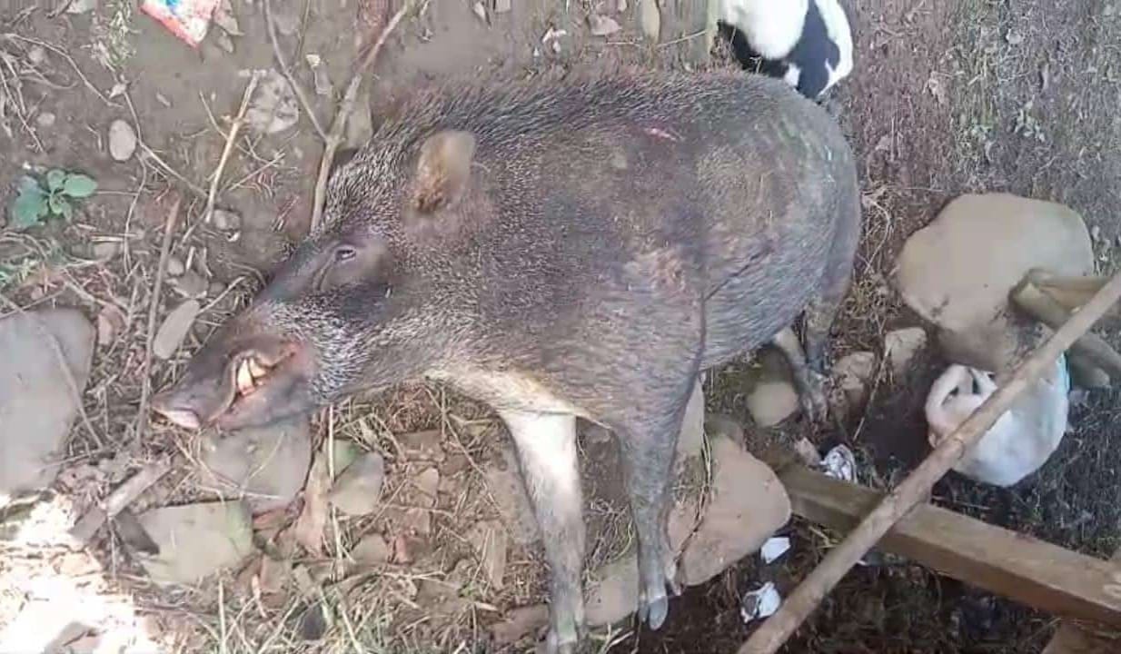 MATI: Babi ini dihabisi warga setelah menyerang pasutri di Dusun Gendir, Desa Klungkung, Kecamatan Sukorambi, kemarin.