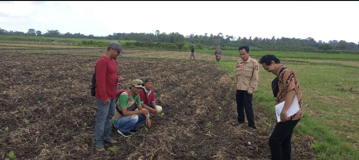 TANAM: Sejumlah petani tembakau saat melihat proses penanaman tembakau, tahun lalu.(ATIEQSON MAR IQBAL/RAME)