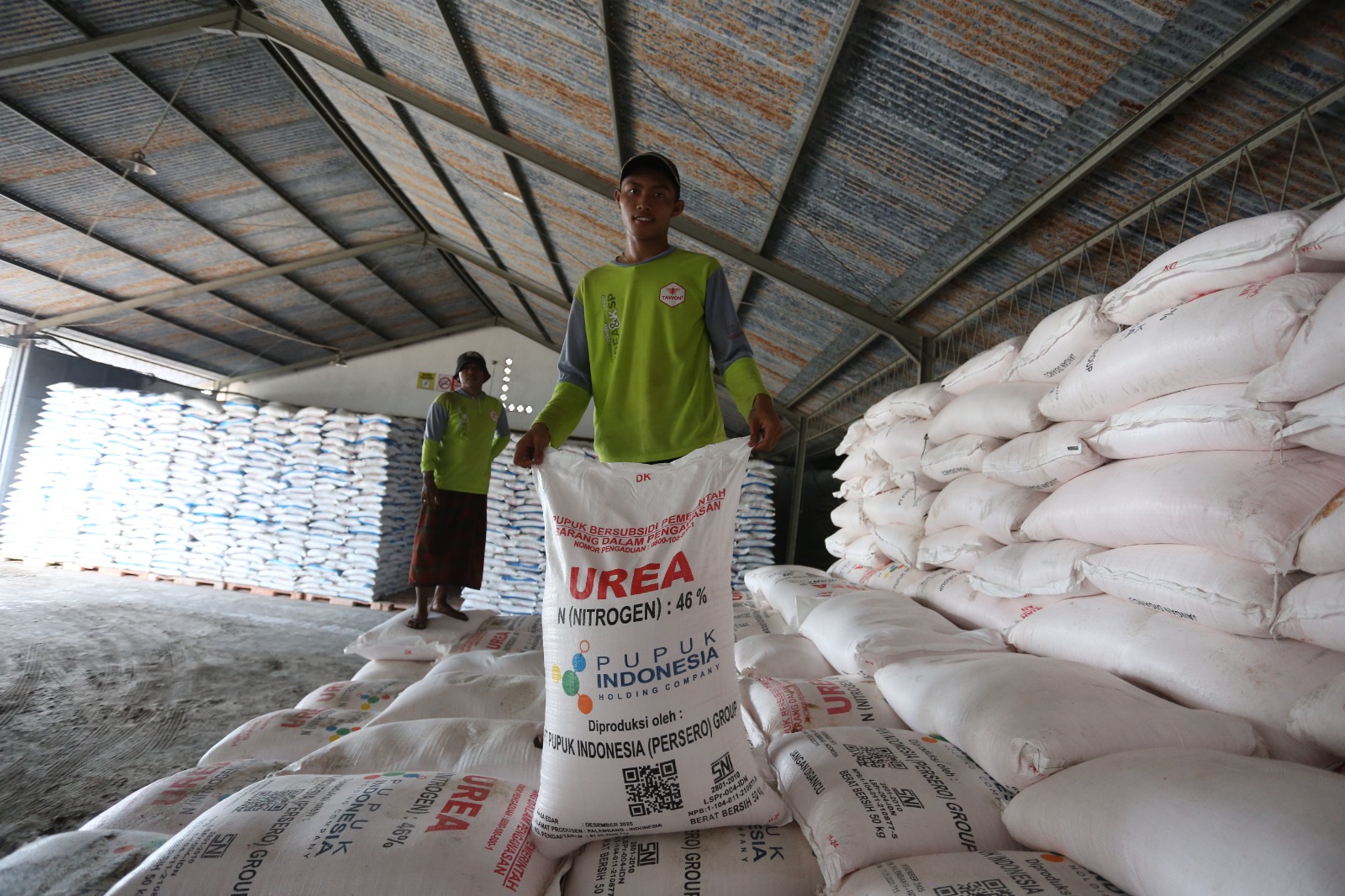 BERSUBSIDI: Pegawai menata pupuk subsidi di gudang Pupuk Indonesia, di Kecamatan Kaliwates, beberapa waktu lalu.