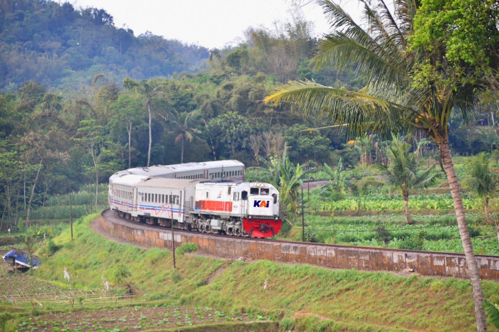 KA Tawang Alun Melewati Tikungan Antara Kotok - Kalisat (Foto: Ambang)