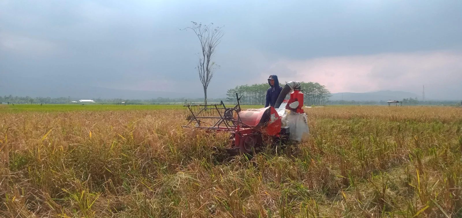 MELIMPAH:&nbsp;Petani di Bondowoso memanen padi menggunakan alat khusus.