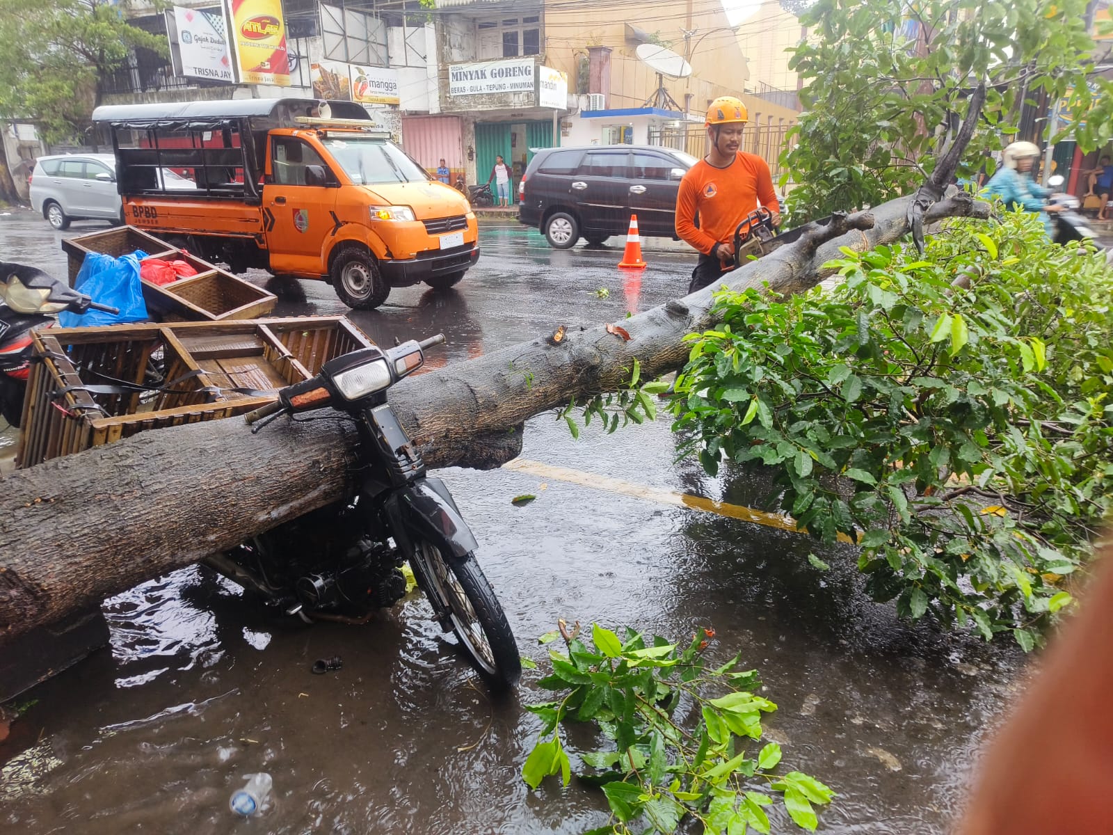 PROSES EVAKUASI: Personel BPBD Jember mengevakuasi pohon jenis tanjung yang tumbang, di Jalan Trunojoyo, Jember, Minggu (11/5/2025). (BPBD JEMBER)