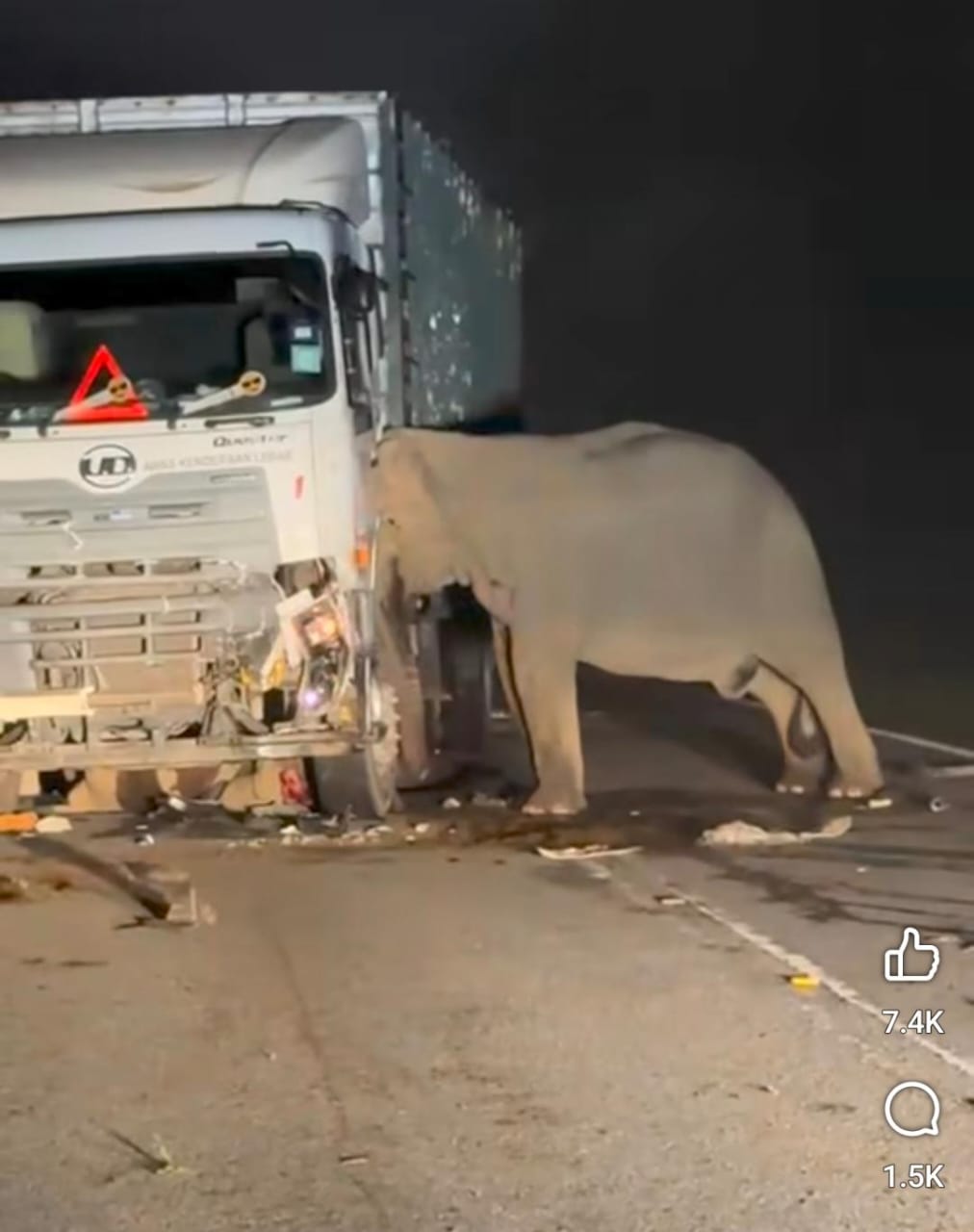 Potongan video induk gajah tak beranjang di samping anaknya yang tergilas truk bermuatan ayam di Jalan Raya Gerik-Jeli, Malaysia. (foto: Utusan Malaysia)